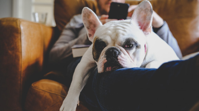Ein müder Hund mit Augenringen liegt auf dem Sofa