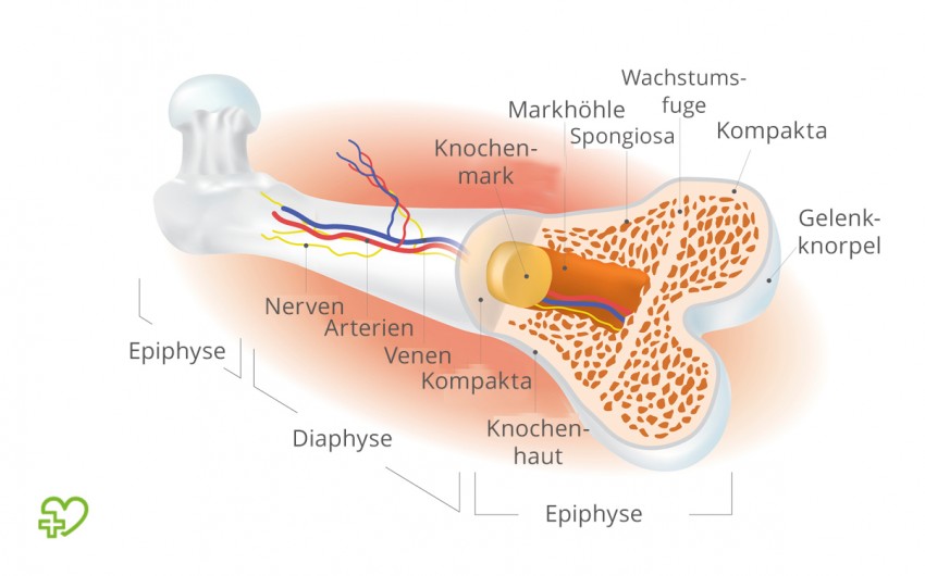 Illustration Anatomie Oberschenkelknochen (Femur).