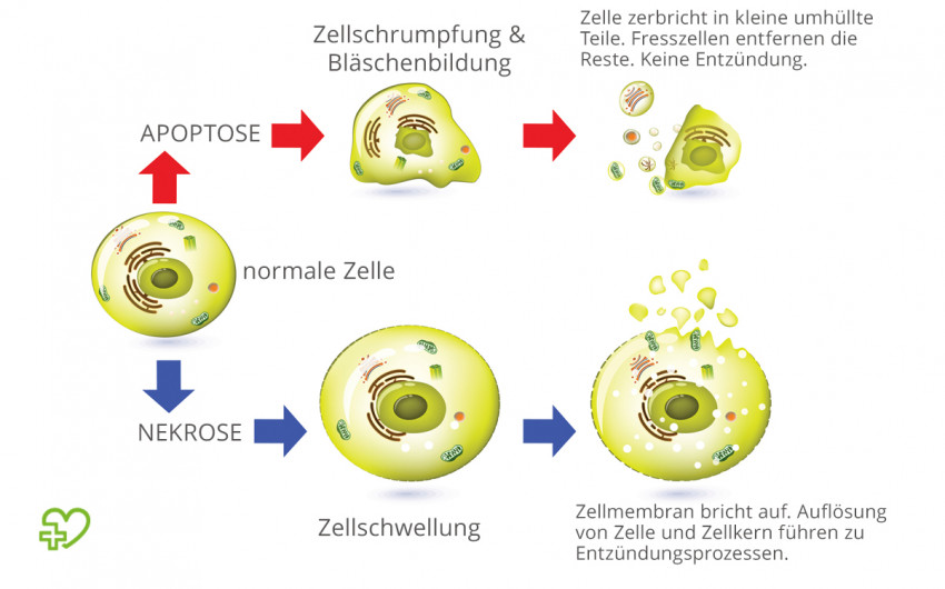 Modell der Abläufe bei Apoptose und Nekrose