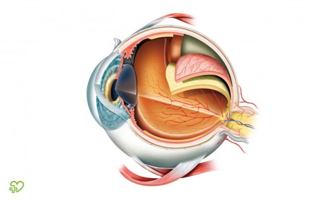 Auf dem Bild ist die Anatomie des Auges grafisch dargestellt. Zu den Augen gehören die Augenmuskeln, der Augapfel und auch der Sehnerv.