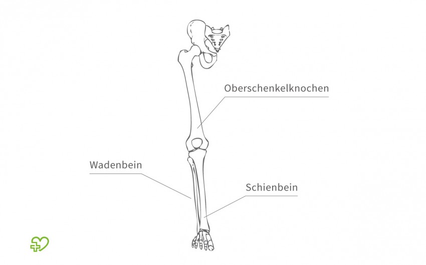 Illustation: Oberschenkelknochen, Wadenbein und Schienbein