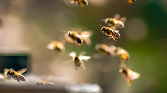 Man sieht einen Schwarm Honigbienen.