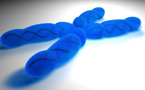 Schematische Darstellung eines Chromosoms.