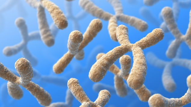 Man sieht mehrere Chromosomen.