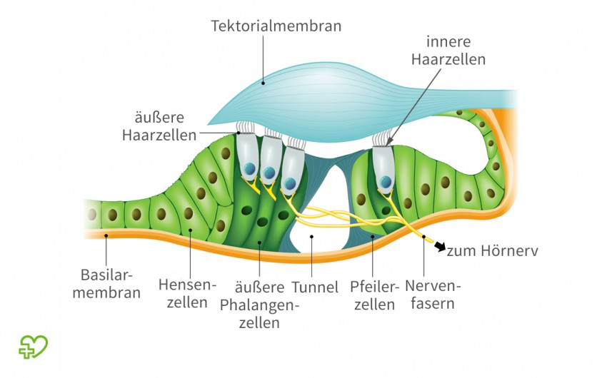 Grafische Darstellung des Corti-Organs