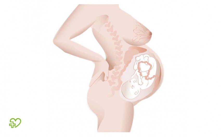 Illustration eines ungeborenen Babys