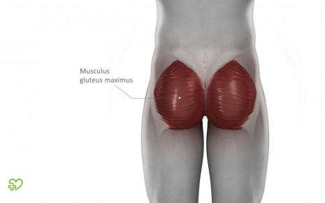 Anatomische Darstellung des Musculus gluteus maximus.
