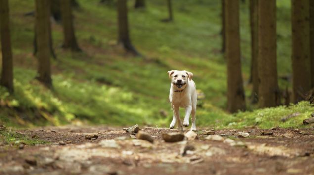 Tollwut (Rabies) Lebensbedrohliche Viruserkrankung Onmeda.de