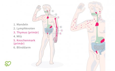 Diese Darstellung zeigt die primären und sekundären lymphatischen Organe des menschlichen Körpers.