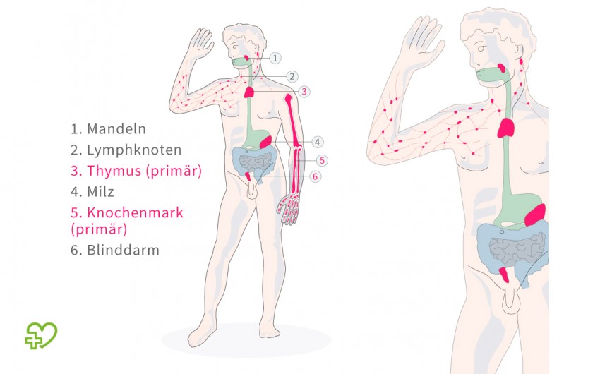 Diese Darstellung zeigt die primären und sekundären lymphatischen Organe des menschlichen Körpers.