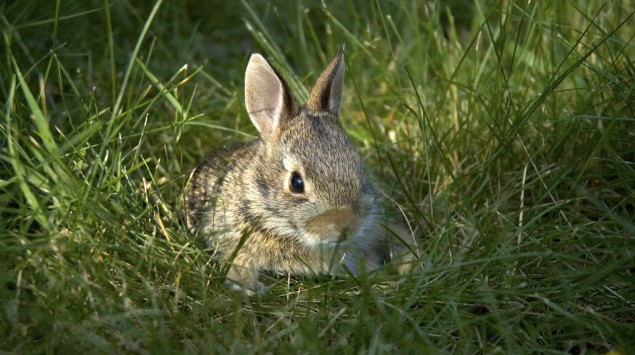 Ein Kaninchen liegt im Gras.