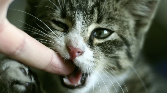 Eine Katze beißt in einen Finger.