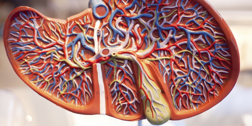 Modell einer Leber im Querschnitt mit Darstellung von Gallenwegen, Gallenblase und Gefäßen.