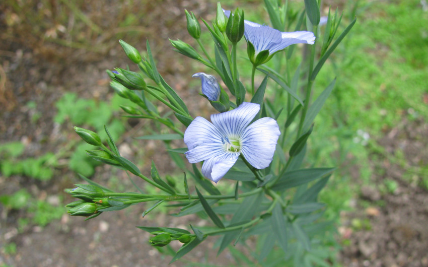 Die Leinpflanze hat hübsche blaue Blüten