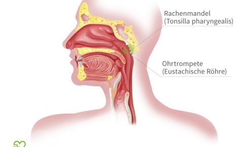 Illustration: Lage der Rachenmandel und der Ohrtrompete