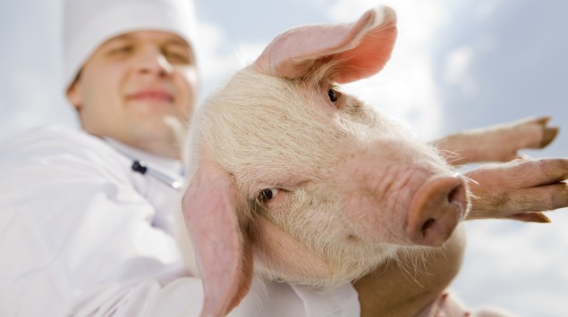 Ein Mann in weißer Berufskleidung hält ein Schwein auf dem Arm.