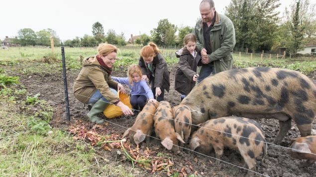 Eine Frau, ein Mann und drei Kinder füttern ein Hausschwein und dessen Ferkel in einem Außengehege.
