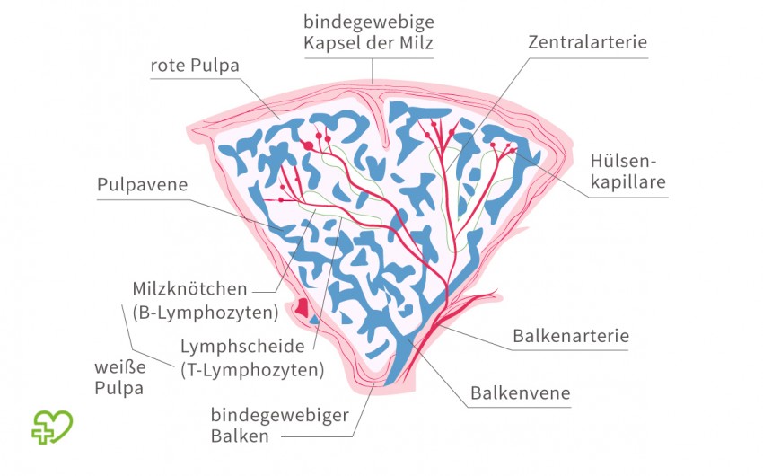 Innerer Aufbau der Milz