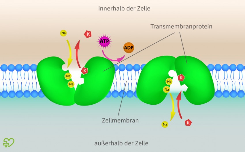 Das Herz Anatomie Physiologie Onmeda De