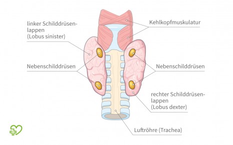 Grafische Darstellung der Nebenschilddrüsen.