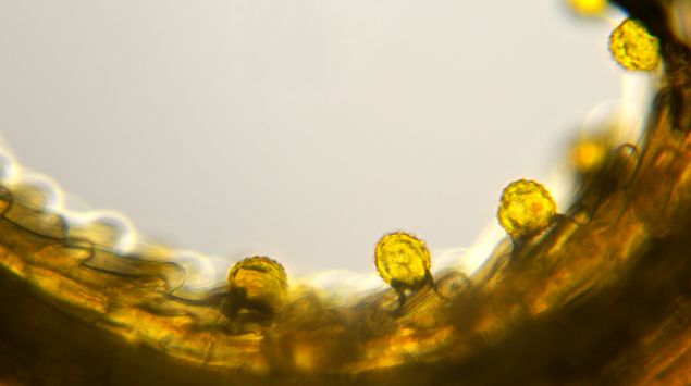 Pollenalarm: 8 überraschende Fakten über Pollen - Onmeda.de