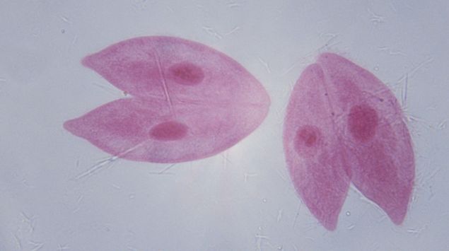 Protozoen Urtierchen Onmeda De