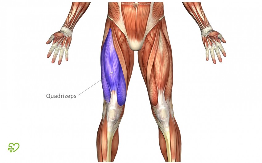Anatomische Darstellung des Quadrizeps.
