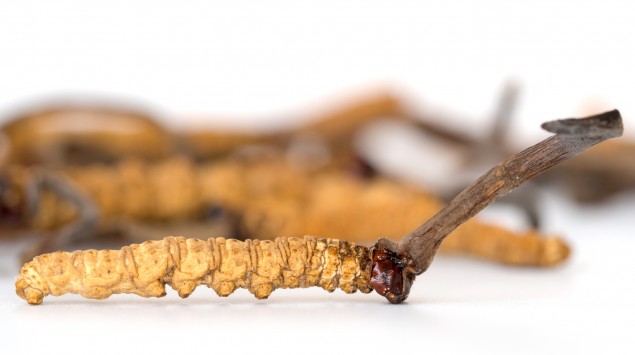 Der Chinesische Raupenpilz (Cordyceps sinensis) zählt zu den Vitalpilzen.
