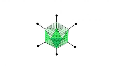 Man sieht die schematische Darstellung eines Adenovirus.