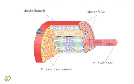 Das Bild zeigt den Aufbau eines Muskel.