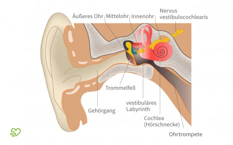 Eine grafische Darstellung der Anatomie des Ohres. Bei einer Mittelohrentzündung steigen häufig Bakterien vom Nasen-Rachen-Raum auf bis in das Mittelohr.