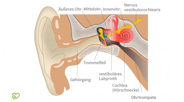 Anatomische Ansicht des menschlichen Ohres
