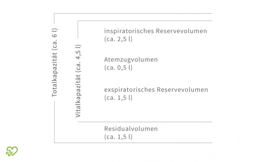 Das Abbildung zeigt die Atemvolumina der Lunge.