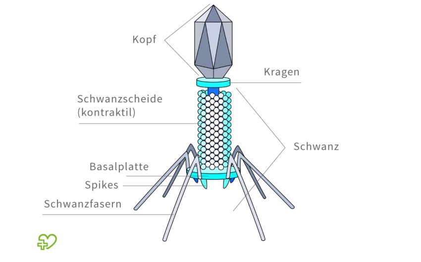 Ilustrasi Bakteriofag
