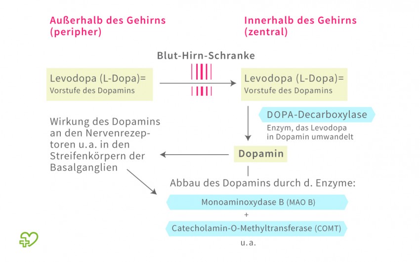 Schematische Darstellung des Dopaminstoffwechsels
