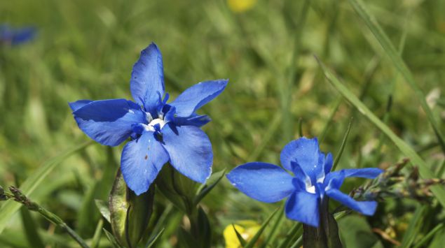 Das Bild zeigt zwei blaue Blumen.