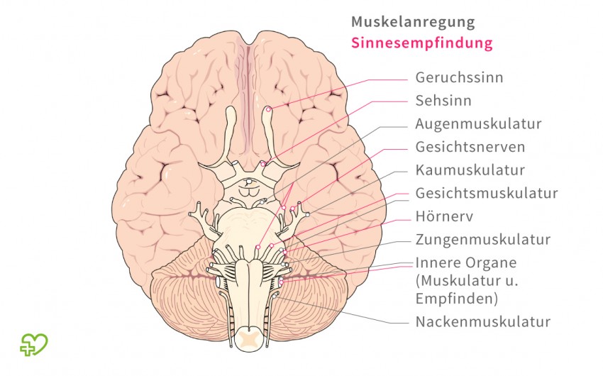 Illustration: Das Gehirn und seine Funktionen.
