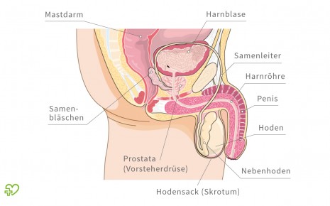 akute prostatitis ursachen