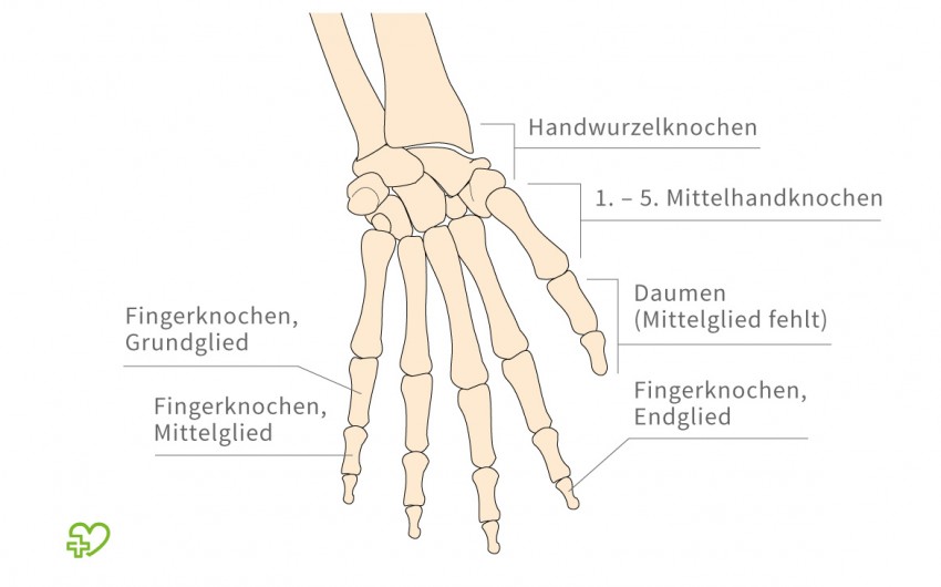Eine grafische Abbildung des Hand-Skeletts.