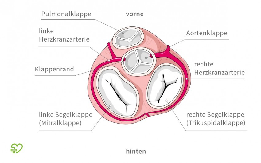 Das Herz Anatomie Physiologie Onmeda De