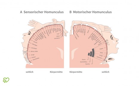 Schema des sensorischen und des motorischen Homunculus.