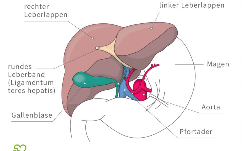 Anatomie der Leber