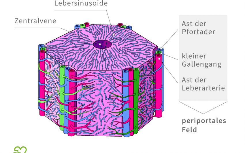 Die Leber: Illustration Leberläppchen im Querschnitt