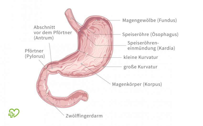 Die Anatomie des Magens