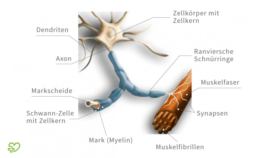 Schematische Darstellung eines Motoneurons