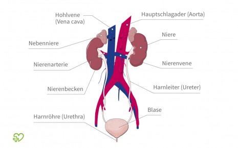 Aus dem Blut filtern die Nieren flüssige Anteile heraus. Der Harn wird dann aus der Blase ausgeschieden.