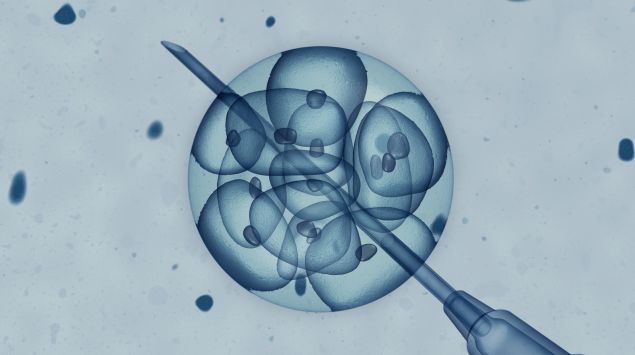 Das Bild zeigt eine Zellentnahme aus einem Embryo.