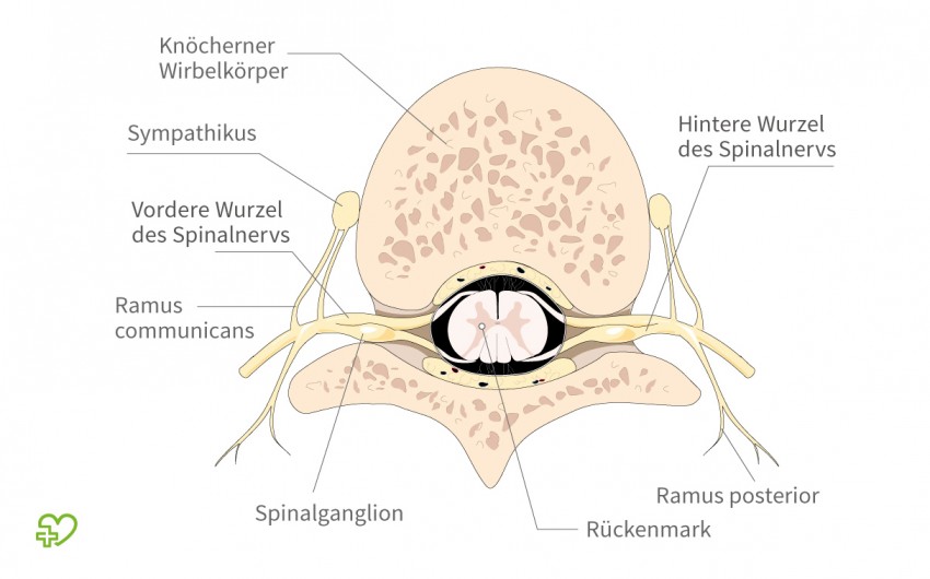Der Rücken: Anatomie der Lendenwirbelsäule