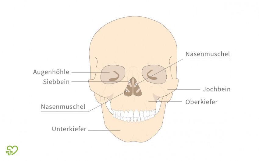 Abbildung eines Schaedels, Frontalansicht