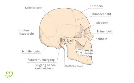 Skelett mann unterschied frau Becken (Anatomie)